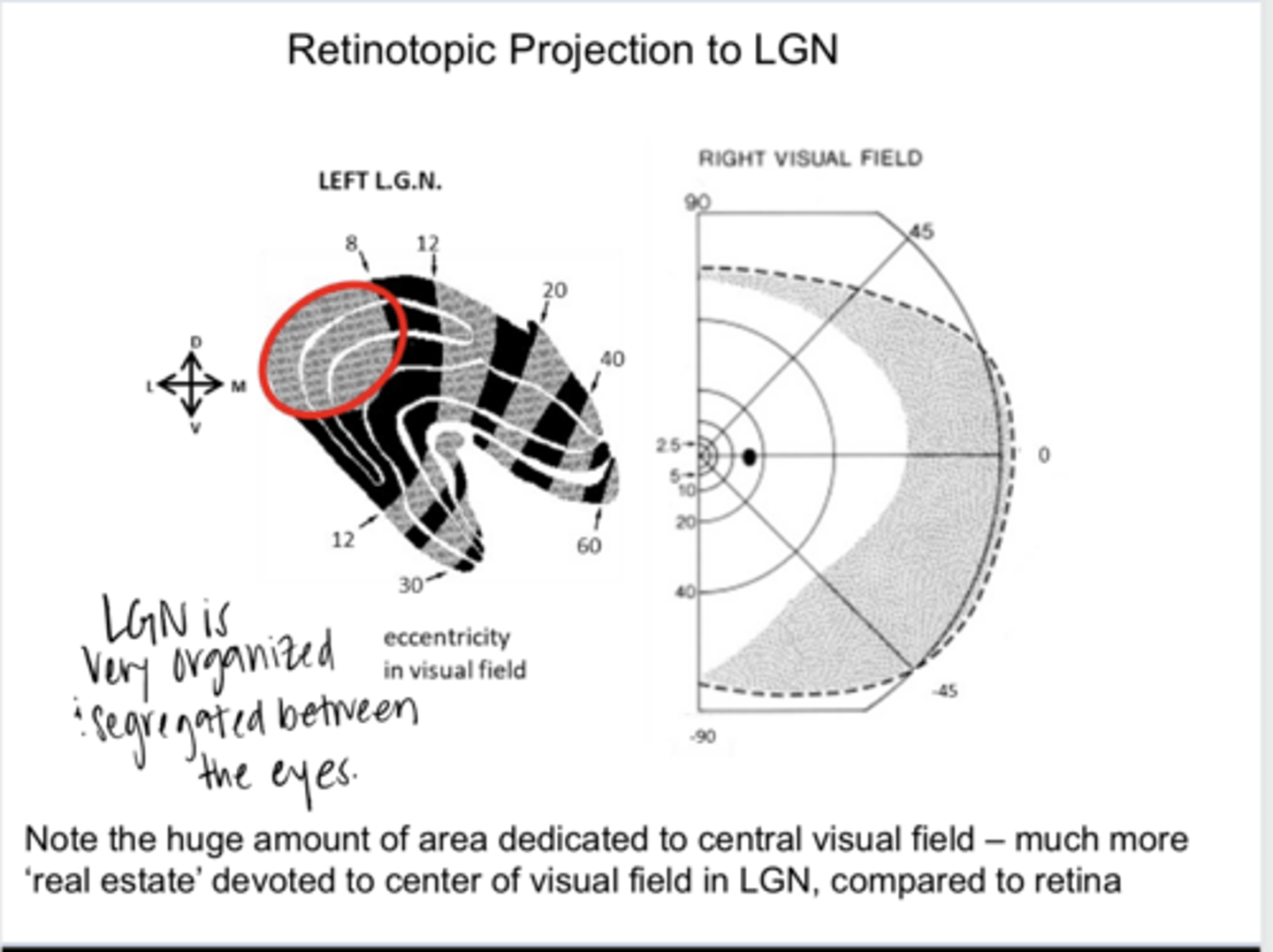 <p>Retinotopic Projection to the LGN (Pic)</p>