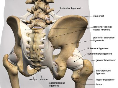 <p>on top of sacrum</p>