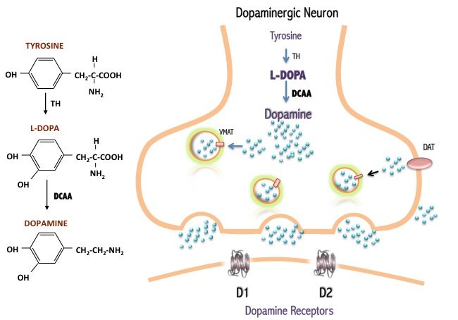 <p>Phe -&gt; Thy -&gt; Levodopa -&gt; Dopamine</p>