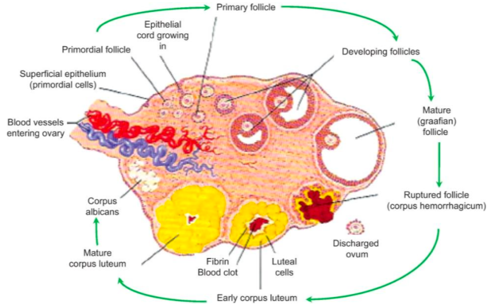 <p>granulosa, theca </p>