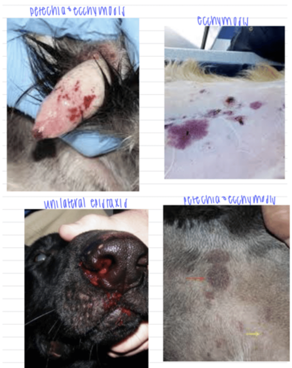 <p>petechiae</p><p>ecchymosis</p><p>mucous membrane and skin bleeding</p><p>hematuria</p><p>epistaxis</p><p>immediate bleeding after venipuncture</p>