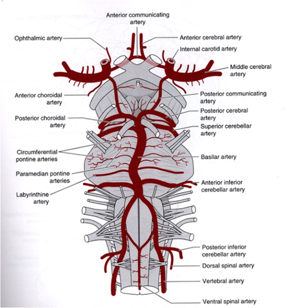 <p>anterior inferior cerebellar artery (AICA)</p>