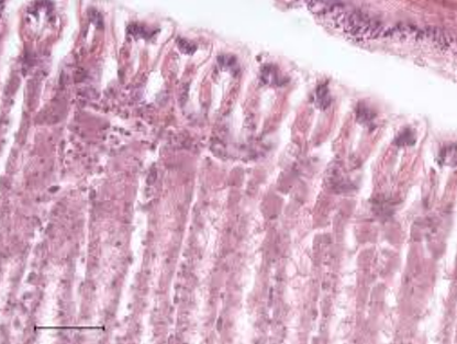 <p>Name this structure and its function. </p>