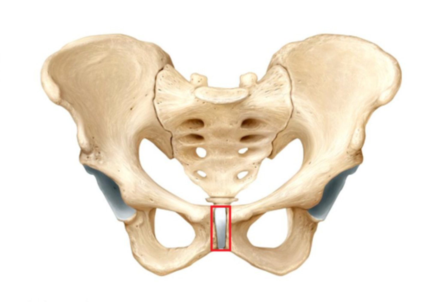 <p>What is the place where the 2 hip bones are joined anteriorly? </p>