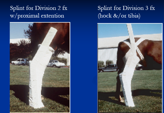 <p><span style="background-color: transparent;"><strong><span>Splinting Hind Limb Fractures</span></strong></span></p>