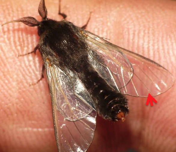 <ul><li><p>Males winged, usually black with fairly <strong><em>short,</em></strong> <strong><em>clear wings with few scales</em></strong></p></li><li><p>Females wingless or with stubby wings</p></li></ul><p></p>