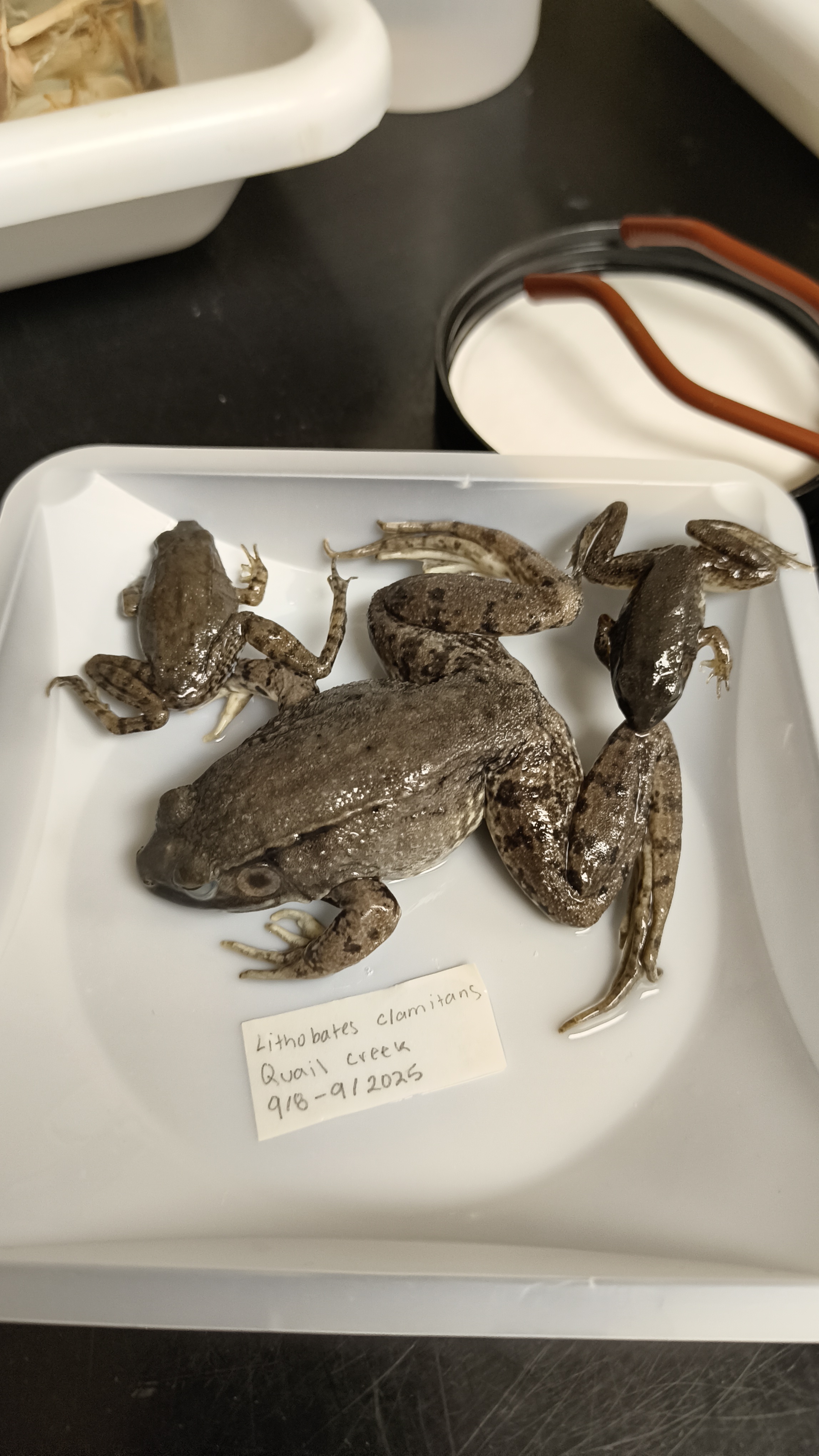 <p>Ranidae Lithobates clamitans</p>