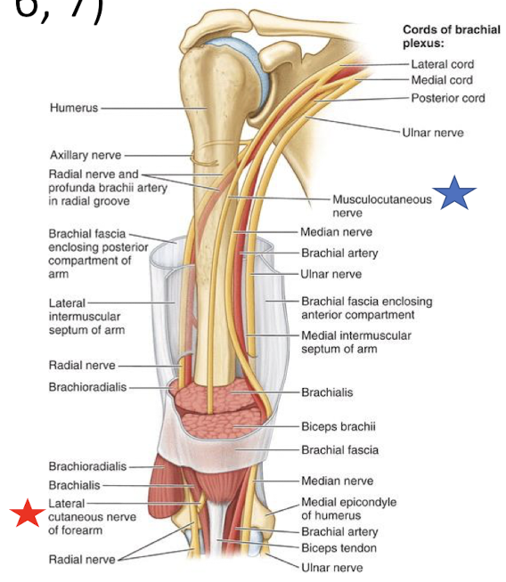 <p>lateral cutaneous nerve</p>