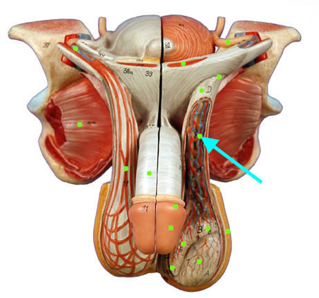 <p>-in spermatic cord</p><p>-through inguinal canal</p><p>-flattened</p><p>-can see/palpate pampiniform plexus</p>