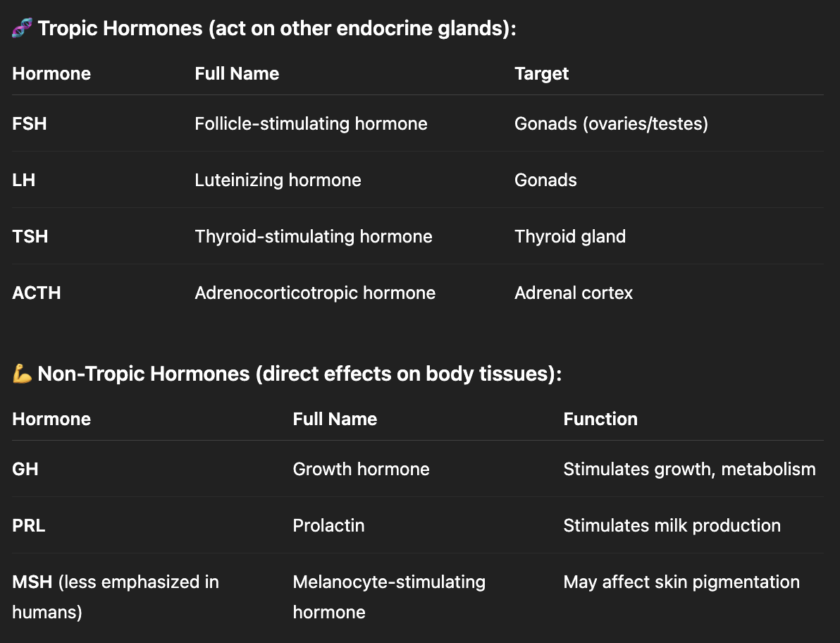 <p>Produces and releases own hormones in response to signals from hypo</p><p></p>