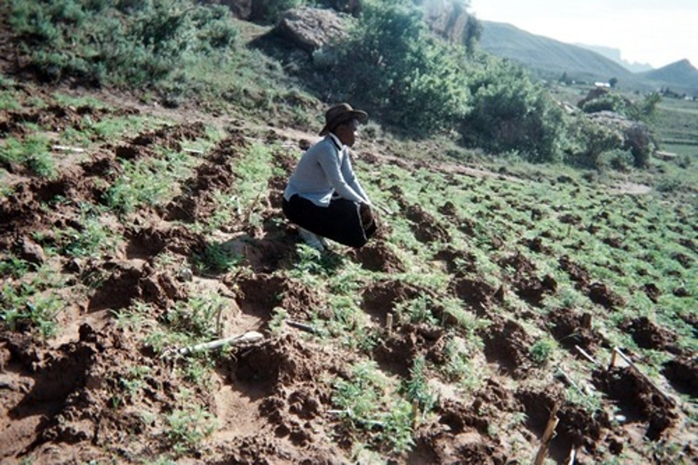 <p>The loss of some or all of a soil's ability to support plant growth</p>