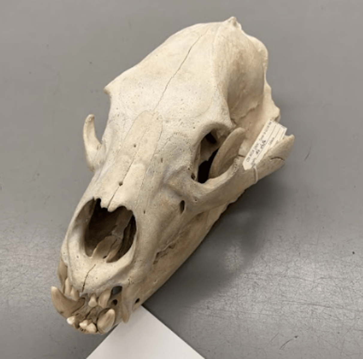 <p>What is this specimen?</p>