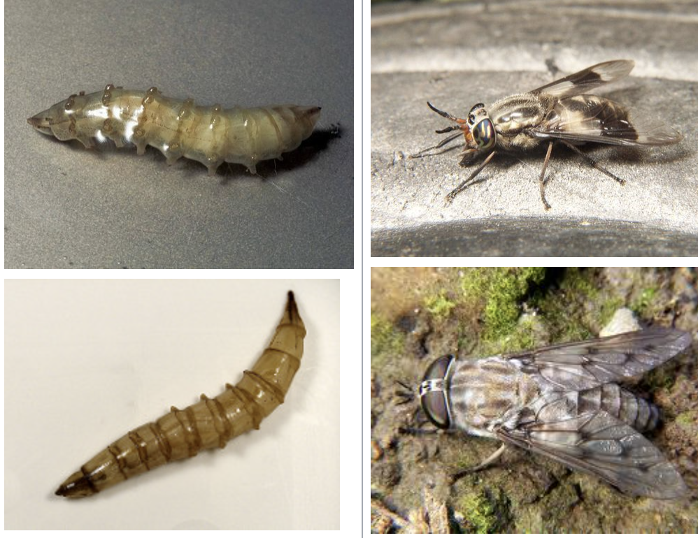 <p>importance: C4, slow-moving water, tolerant to pollution</p><p>ecology: eaten by wasps, hornets, dragonflies, pests to warm-blooded animals</p><p>life: CM, adults found near water</p><p>feeding: carnivorous, females feed on blood</p><p>*deerflies are smaller and skinnier, wasp-like</p>