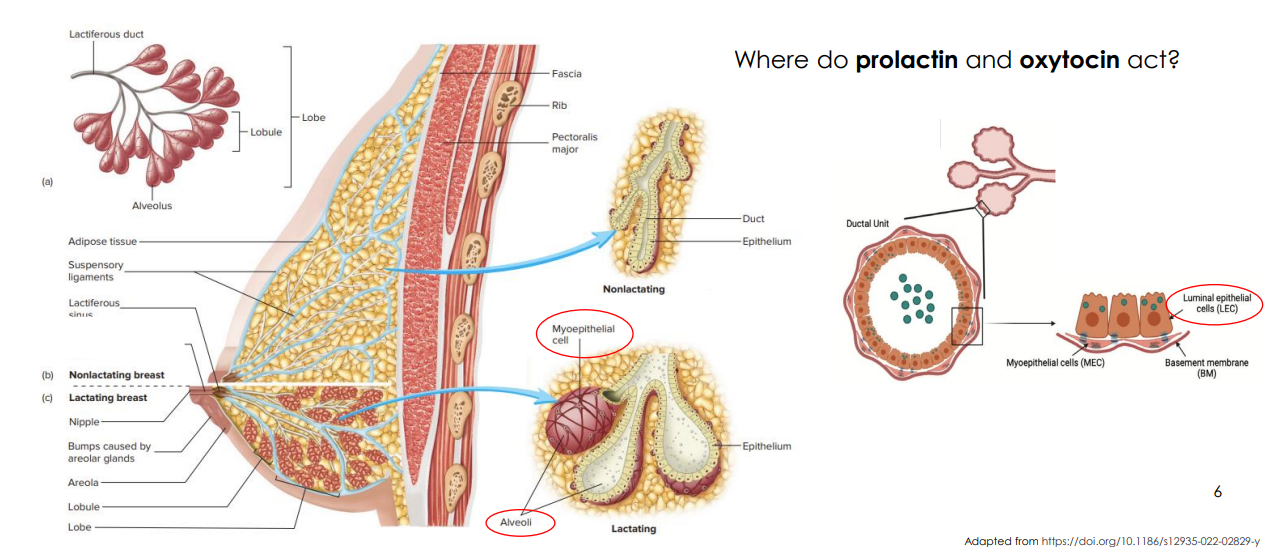 <p>The Breast Tissue Structure</p>