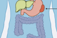 <p>the largest lymphatic organ</p>