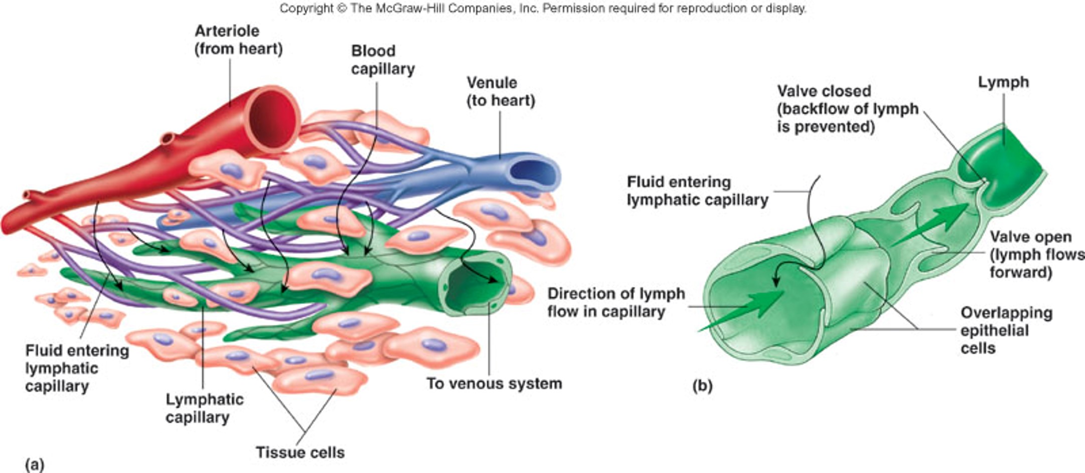 they are dead end tubes, and they only accept fluid in, not out (“one-way valves”)