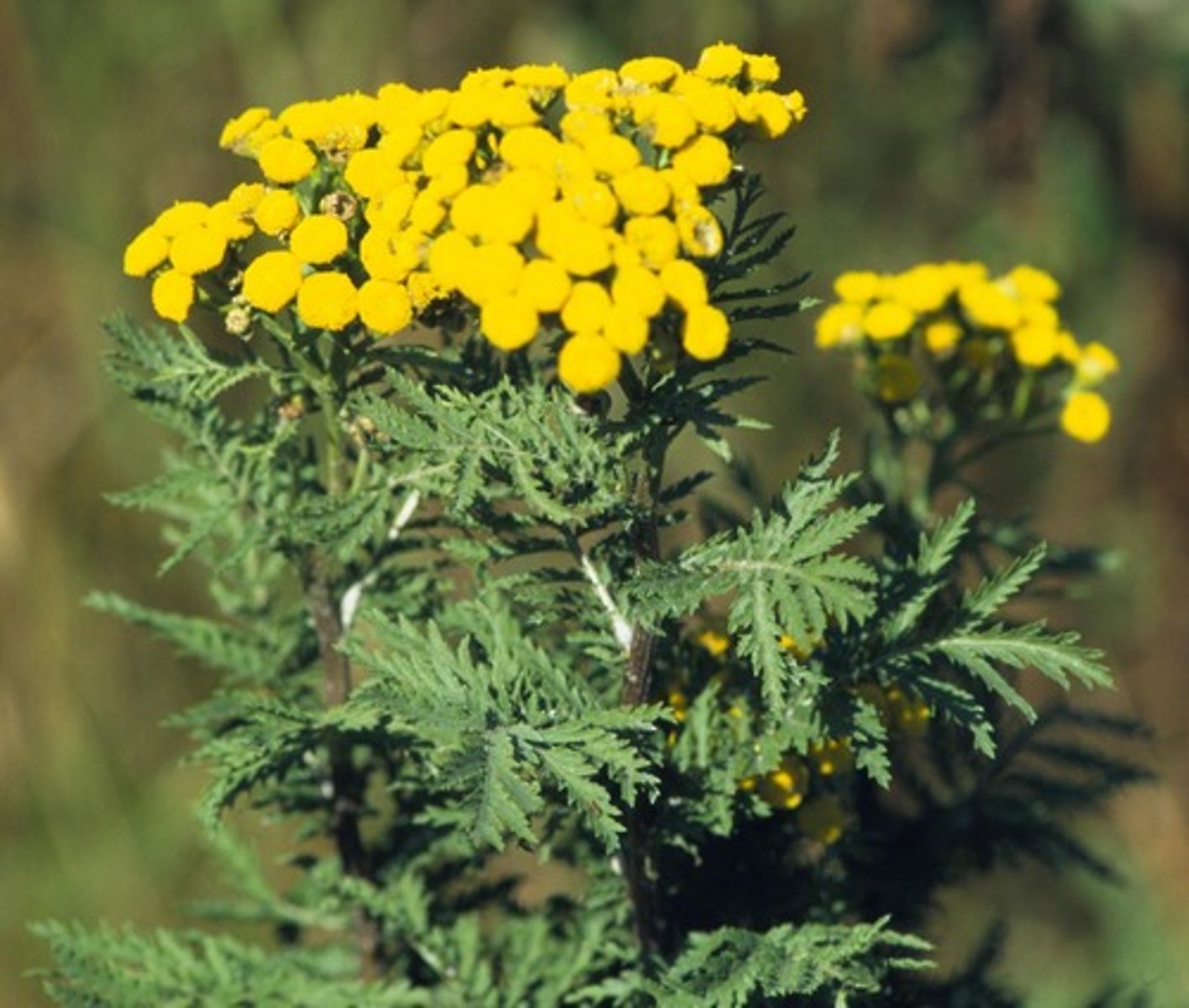 <p>Part Used: Dried flowering herb</p><p>Actions: anti-helminthic*, insecticide*, emmenagogue</p><p>Indications: Intestinal worms, intestinal parasites; gingivitis, weak digestion</p><p>SE:</p><p>CI: Pregnancy, Asteraceae allergy</p><p>Tana is a vulgar little worm with gingivitis &amp; weak digestion</p>