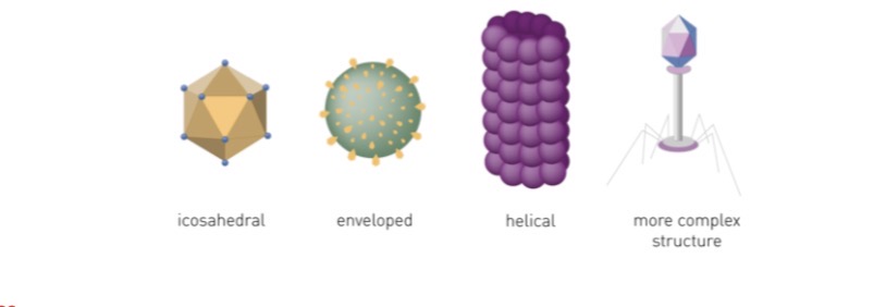 <p>Icosahedral, enveloped, helical, and complex viruses.</p>