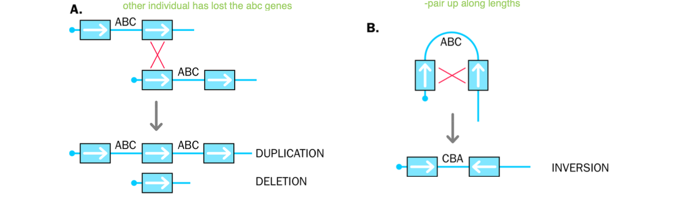 <p><strong>-non allelic homologous recombination </strong>(alternative forms of the same gene = allele)</p><p>OR UNEQUAL CROSS-OVER</p><p>-Occurs between 2 repeated sequences</p><p>-repeated sequences</p><p><strong>-Meiosis - unequal cross over - deletion vs duplication</strong></p><p>cross over - non homologous chromosomes EXCHANGE genetic information</p><p>unequal cross - over</p><p></p><p>-1 chromosome - recieves duplications of a region of the genome (duplication)</p><p>-1 chromosome loses the region of the genome (deletion)</p><p></p><p><strong>MISALIGNMENT OF LOW COPY REPEATS</strong></p><p>Unequal cross - over - NAHR - NON ALLELIC HOMOLOGOUS RECOMBINATION</p><p></p><p><strong>LOW COPY REPEATS </strong>- REPETITIVE BUT PRESENT IN LOW NUMBERS) - SHARE SIMILAR SEQUENCE</p><p><strong>NAHR - SAME ORIENTATION - DUPLICATIONS + DELETIONS</strong></p><p><strong>duplication</strong> of ABC region Chromosome 1</p><p><strong>deletion</strong> of ABC region Chromosome 2.</p><p></p><p>NAHR <strong>- DIFFERENT ORIENTATION </strong>of the sequence LOW sequence NAREPEATS</p><p>reversed orientation of repeats</p><p>-can affect gene function</p><p><strong>affects gene expression -phenotypic changes can result</strong></p><p></p>