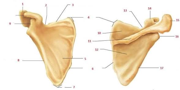 <p>3 Bony Landmarks of the Shoulder</p>
