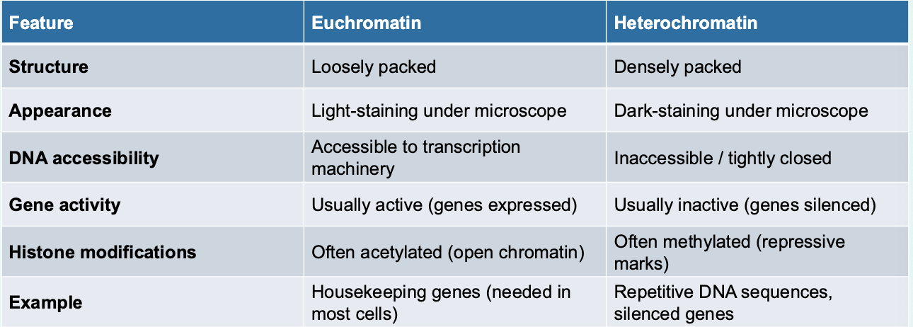 <p>remember • Euchromatin = “loose beads on a string” → transcription factors can bind.</p><p>• Heterochromatin = “tight knot of beads” → transcription blocked</p>