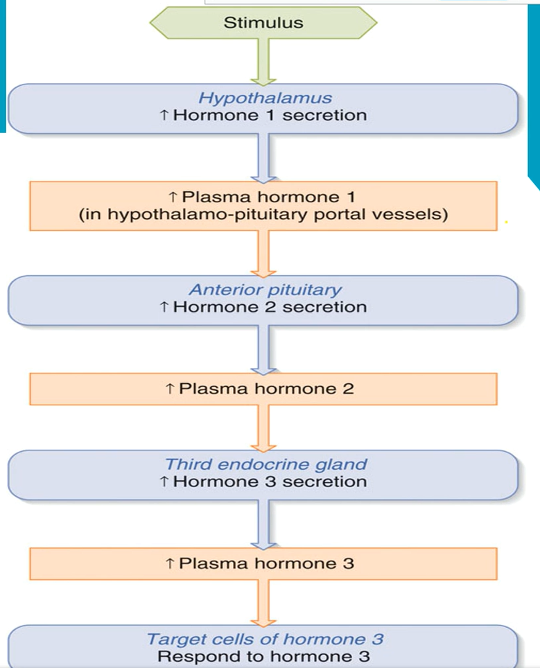 <p>Control systems involving the hypothalamus and pituitary</p>