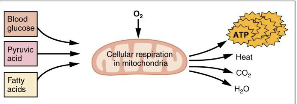 <p>Predominant energy source, Long term ATP supply: </p><p>allows for longer-lasting muscle contractions (more ATP than glycolysis)</p><p class="p1"><span data-name="black_small_square" data-type="emoji">▪</span><span style="line-height: normal;"><span> </span></span>Muscles store small amount of excess oxygen in myoglobin to allow for more efficient muscle contractions and less fatigue</p>