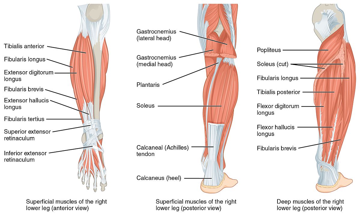 <p>What large muscle runs lateral to the tibia?</p>