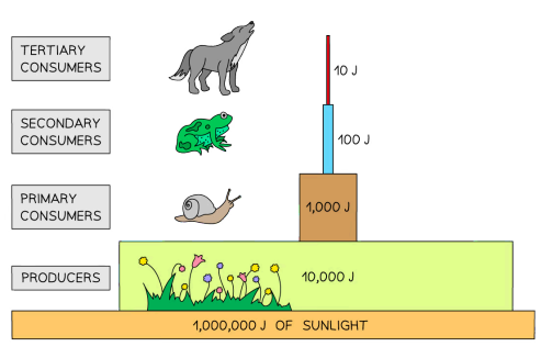 <p>90% of the energy lost goes up food chain as heat and in digested materials</p>