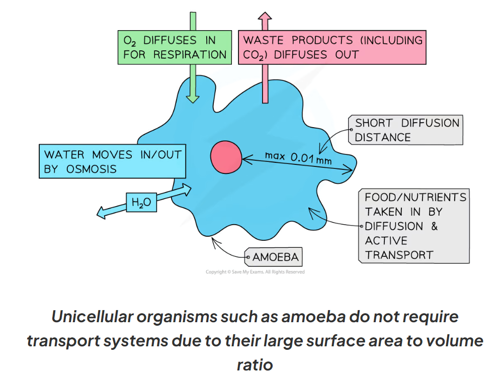 <p>No, unicellular organisms such as amoeba do not require transport systems due to their large surface area to volume ratio</p>