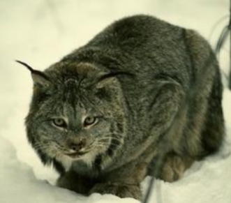 <p><strong><mark data-color="yellow" style="background-color: yellow; color: inherit;">Lynx canadensis</mark></strong></p>