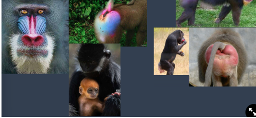<ul><li><p>detecting young (orange coat of young)</p></li><li><p>detecting sexual status of partners (red rumps of ovulating individuals)</p></li><li><p>finding a mate (red nose and red rump)</p><p><strong>→ trichromacy initially evolved for foraging and has now been recruited for other purposes</strong></p></li></ul>