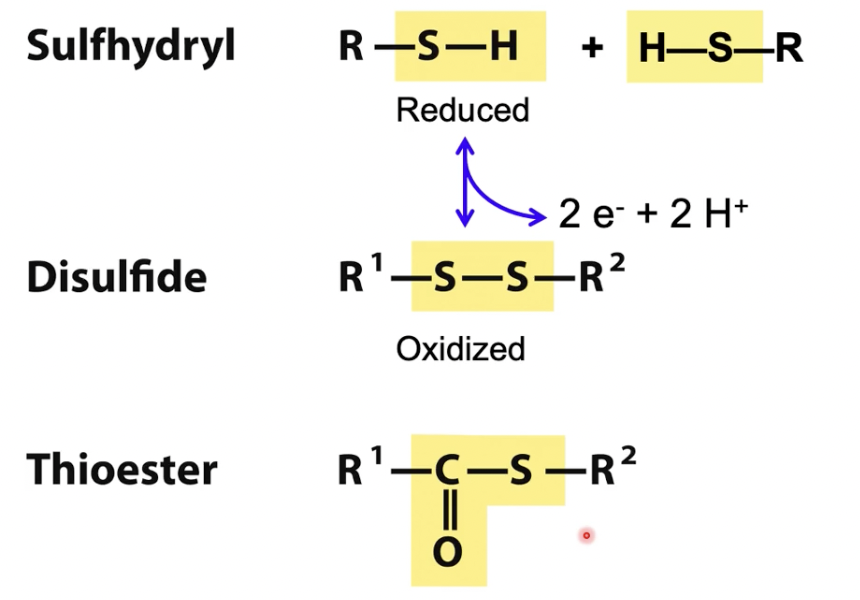 <p>Disulfide</p><ul><li><p>oxidized</p></li><li><p>Sulfhydryls and disulfide can interchange in reversible reaction </p></li><li><p>Condensation of sulfhydryl and carboxylate forms a thioester (NOT an oxygen ester)</p></li></ul><p></p>