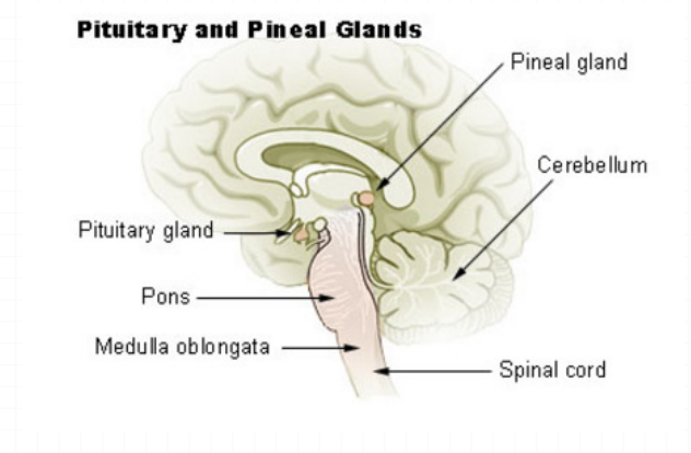 <p>Renacimiento: el alma/espíritu y el cuerpo son dos cosas distintas-glándula pineal. Interaccionista</p>