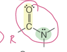 <p>carbonyl attached to nitrogen within backbone</p><p>RC(O)NH2, RC(O)NHR’, …</p>