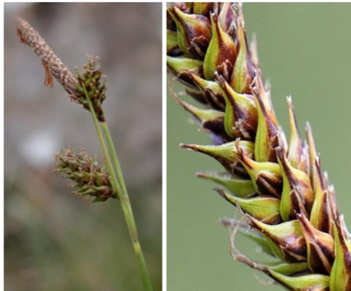 <p>Green-ribbed Sedge</p>
