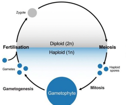<ul><li><p>only multicellular stage is the haploid gametophyte</p></li><li><p>diploid phase, zygote → not multicellular (not referred to as ‘generation’ which would imply it’s multicellular</p></li><li><p>zygote: doesn’t grow via mitosis to become multicellular sporophyte → undergoes meiosis to produce haploid spores</p></li></ul><p></p>