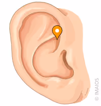 <p>what part of the ear is this</p>