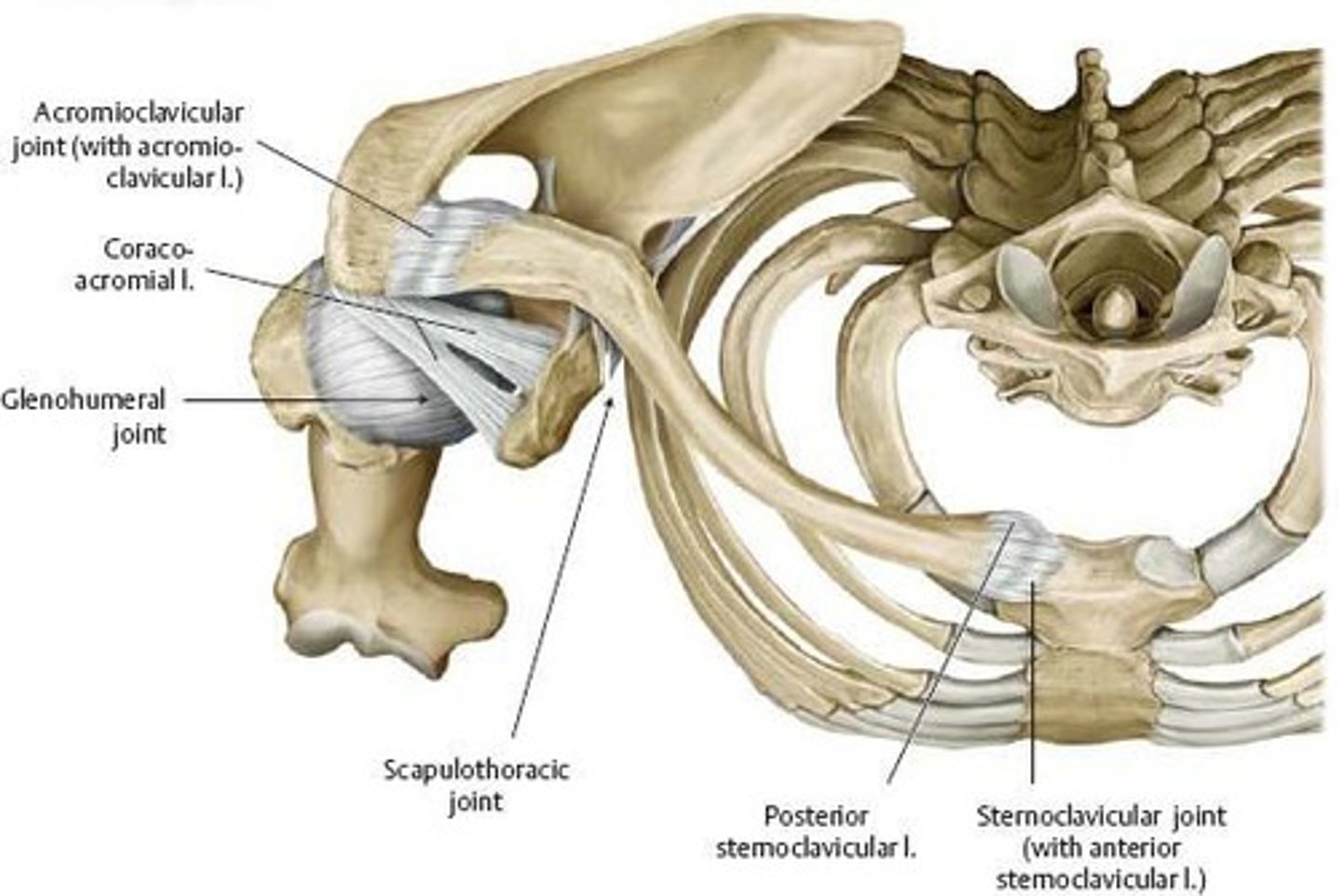 <p>Acromio-clavicular joint</p>