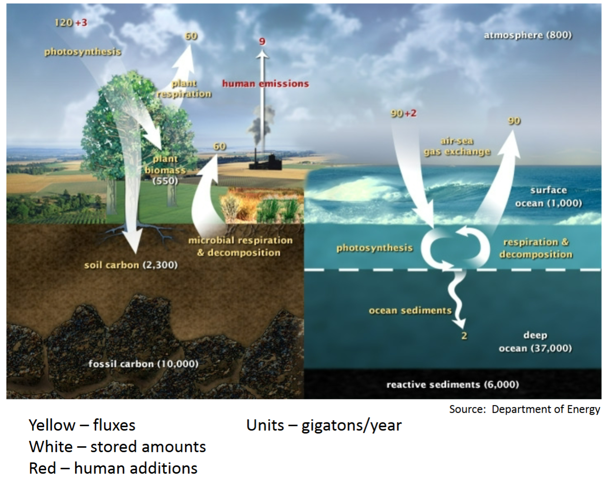 <p>Terrestrial portion</p>