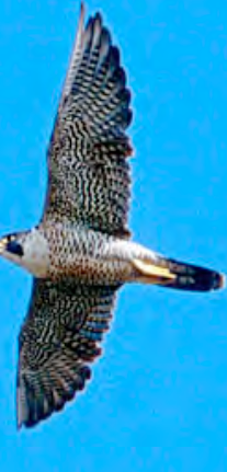 <p>Halcón peregrino </p>