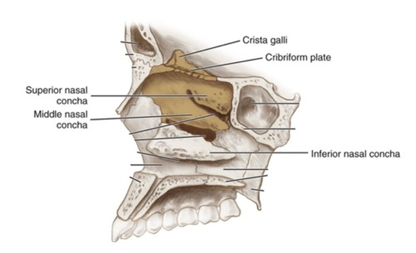<p>top-most scroll-like projections of ethmoid bone--<span class="bgP">NOT VISIBLE</span> from anterior view of skull</p>