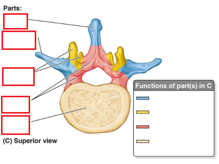 <p>Typical Vertebrae</p>