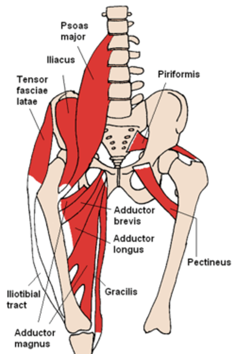<p>-Origin Iliac fossa and lumbar spine</p><p>-Insertion Lesser trochanter of femur</p><p>-Nerve Branches from L1-L3</p><p>-Actions Flexion of hip</p><p>-Antagonist Gluteus maximus and the posterior compartment of thigh</p>