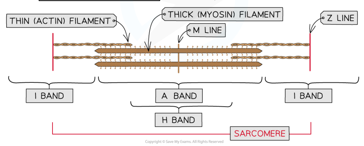 - made up of components called protein filaments
- thick filaments made of myosin protein and thin ones made of actin protein
H band: only thick myosin
I band: only thin actin
A band: only thick myosin + parts where actin and myosin overlap
M line: attachment for myosin filaments
Z line: attachment for actin filaments
Sarcomere: between two Z lines