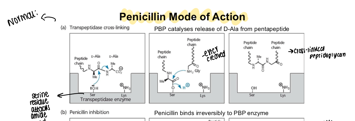 <p>Serine residue attacks the amide bond, ester is cleaved off and forms a peptide chain and makes cross-linked peptidoglycan&nbsp;</p>