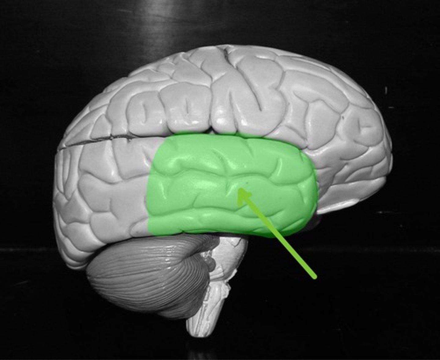 <p>Processes hearing and equilibrium</p>