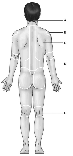 <p>34) Which letter indicates the lumbar region? </p><p>A) A </p><p>B) B </p><p>C) C </p><p>D) D </p><p>E) E</p>