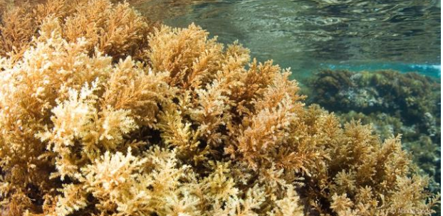 <p>bushy seaweed, branches irregularly</p>