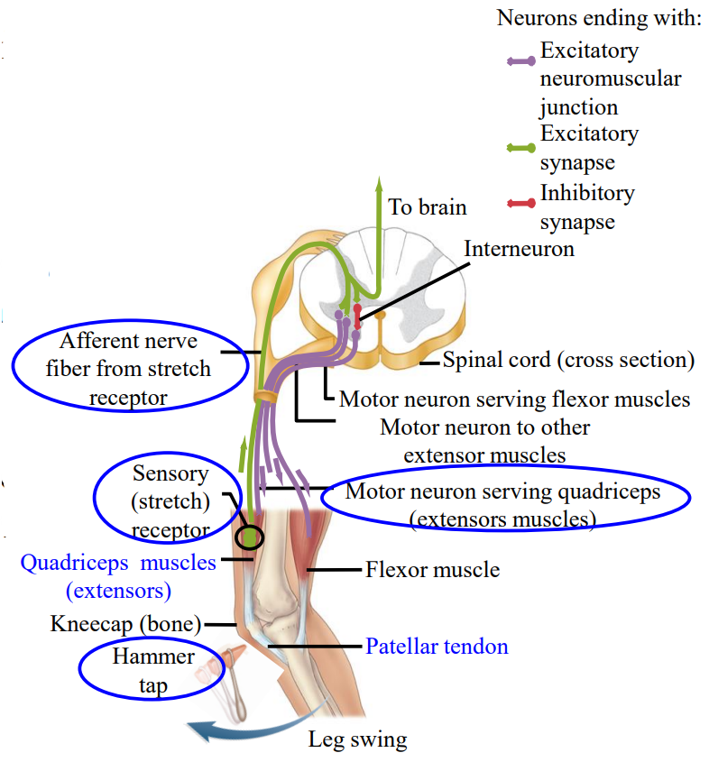 <ul><li><p>If going to the doctor for a physical examination, the doctor will hit the tendon with a mallet.</p></li><li><p>The tendon is connected to the quadriceps muscle. Tapping the tendon causes the muscle to stretch.</p><ul><li><p>∴ Activation of nerve impulses in special receptors located in the quadriceps.</p></li></ul></li></ul><p></p>